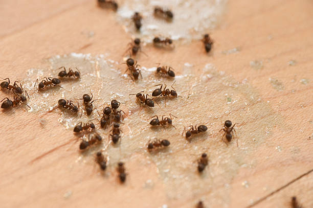 Best Affordable Pest Control Services  in Burley, WA