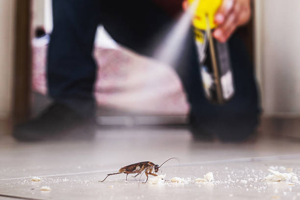Best Local Pest Control Services  in Burley, WA